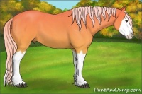 Horse Color:Palomino Roan Splash 