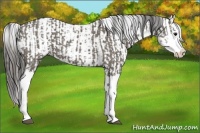 Horse Color:Smoky Grullo Sabino Splash  and Smoky Grullo Sabino Splash 