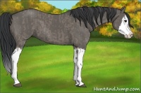 Horse Color:Grullo Sabino Splash  and Grullo Sabino Splash 