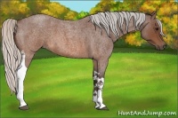 Horse Color:Silver Brown Roan Tobiano 