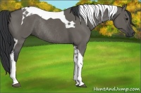 Horse Color:Grullo Tobiano Rabicano