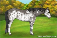 Horse Color:Grullo Sabino Splash and Grullo Sabino Splash Frame