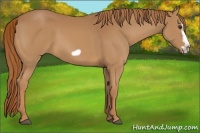 Horse Color:Chestnut Splash Frame