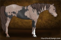 Horse Color:Black  and Classic Champagne 