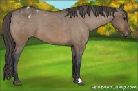 Horse Color:Bay Dun Appaloosa 