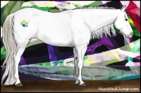 Horse Color:Chocolate Palomino Dun Appaloosa 