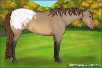 Horse Color:Buckskin Dun Snowcap