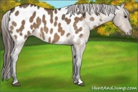 Horse Color:Brown Dun Appaloosa 