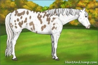 Horse Color:Chocolate Palomino Appaloosa 