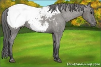 Horse Color:Grullo Appaloosa 