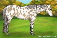Horse Color:Bay Dun Appaloosa 