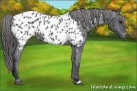 Horse Color:Black Appaloosa 