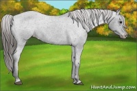 Horse Color:Black Varnish 
