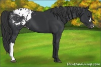 Horse Color:Black Varnish 