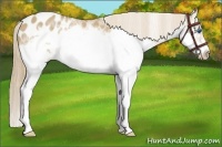 Horse Color:White Spotted Red Dun Splash Frame Appaloosa