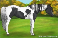 Horse Color:Black Tobiano 