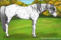 Horse Color:White Spotted Black Tobiano Appaloosa Rabicano 