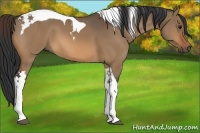 Horse Color:Bay Dun Tobiano 