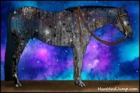 Horse Color:ERROR: UNKNOWN ANOMALY and ERROR: UNKNOWN ANOMALY