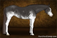 Horse Color:White Spotted Liver Chestnut Sabino
