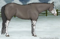 Horse Color:Smoky Grullo Sabino Splash and Smoky Grullo Sabino Splash