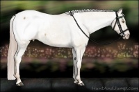 Horse Color:Palomino Dun Appaloosa Brindle