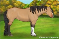 Horse Color:Bay Dun
