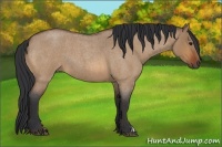 Horse Color:Bay Roan Dun 