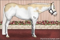 Horse Color:Silver Classic Champagne Dun Splash Frame 