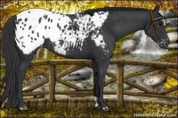Horse Color:Black Appaloosa Rabicano 