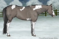 Horse Color:Grullo Sabino Splash  and Grullo Splash Tobiano 