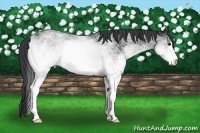 Horse Color:White Spotted Black Sabino 