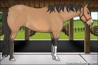 Horse Color:Buckskin 