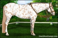 Horse Color:Gold Champagne Appaloosa  and Gold Champagne Appaloosa 