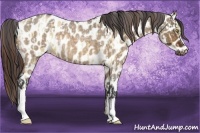 Horse Color:Amber Champagne Roan Dun Leopard and Bay Roan Dun Leopard