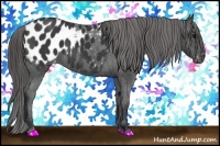 Horse Color:Black Appaloosa