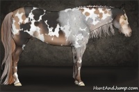 Horse Color:Amber Champagne Near Leopard  and White Spotted Liver Chestnut 