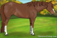 Horse Color:Chestnut 