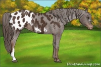 Horse Color:Liver Chestnut Appaloosa