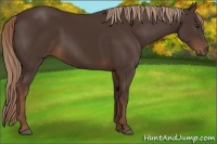 Horse Color:Liver Chestnut 
