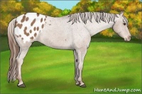 Horse Color:Chestnut Appaloosa