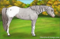 Horse Color:Liver Chestnut Snowcap 