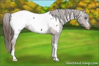Horse Color:Liver Chestnut Appaloosa 