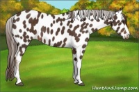 Horse Color:Liver Chestnut Appaloosa 