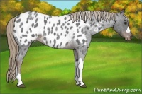 Horse Color:Liver Red Roan Appaloosa