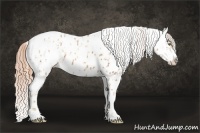 Horse Color:Gold Champagne Appaloosa  and Gold Champagne Tobiano Appaloosa 