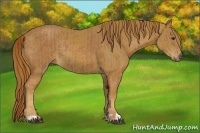 Horse Color:Chestnut  and Chestnut Rabicano 