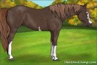 Horse Color:White Spotted Liver Chestnut 