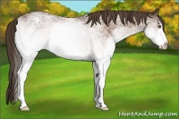 Horse Color:White Spotted Buckskin Sabino Varnish 