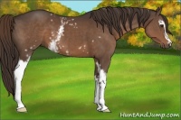 Horse Color:White Spotted Liver Chestnut 